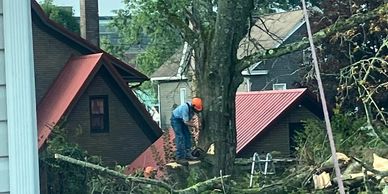 tree removal next to a house