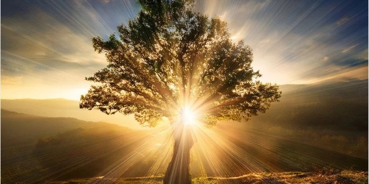 Sunlight radiates brilliantly through a large tree at sunrise in a serene landscape.