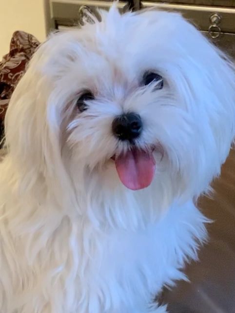 Fluffy white dog with tongue out, looking happy.