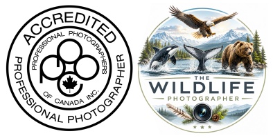 the wildlife photographer