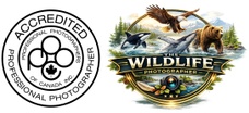 the wildlife photographer