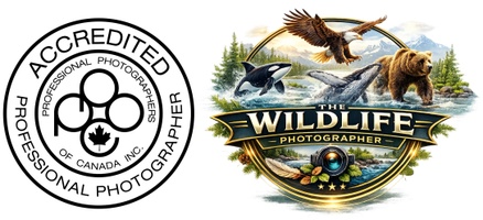 the wildlife photographer
