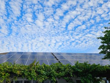 44 Enersol 565w Mono Perc solar panels below beautiful blue sky with grape vines in view 