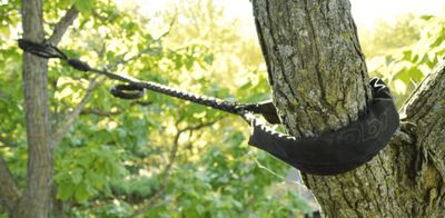 Tree trunk wrapped with a black strap securing a metal chain in a forest.