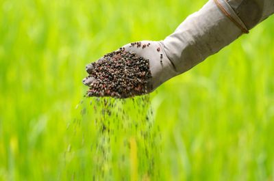 Hand with glove sowing seeds over green field.