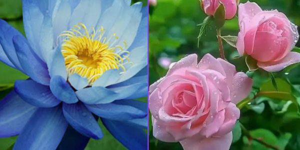 Close-up of a blue lotus and pink roses with water droplets.