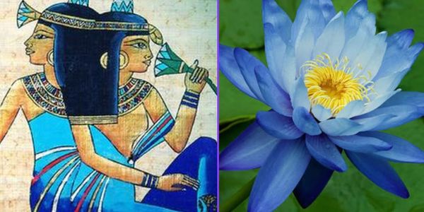 Ancient Egyptian art beside a blooming blue lotus flower.