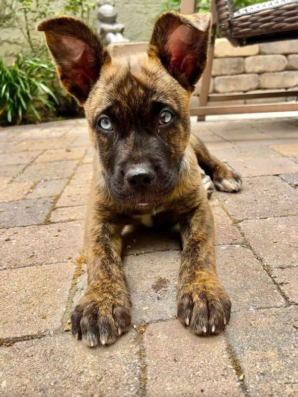 Brindle puppy with striking blue eyes lying on a stone patio.