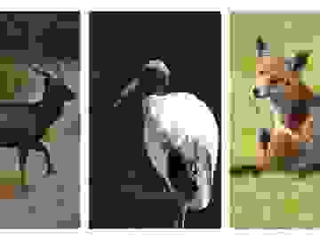 Native and Exotic Pest Management Ecologist New South Wales