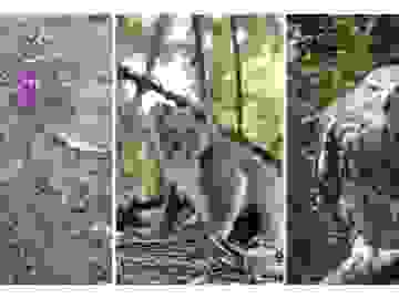 Threatened Species, Ecologist, Biodiversity Development Assessment (BDAR) and Flora & Fauna Report