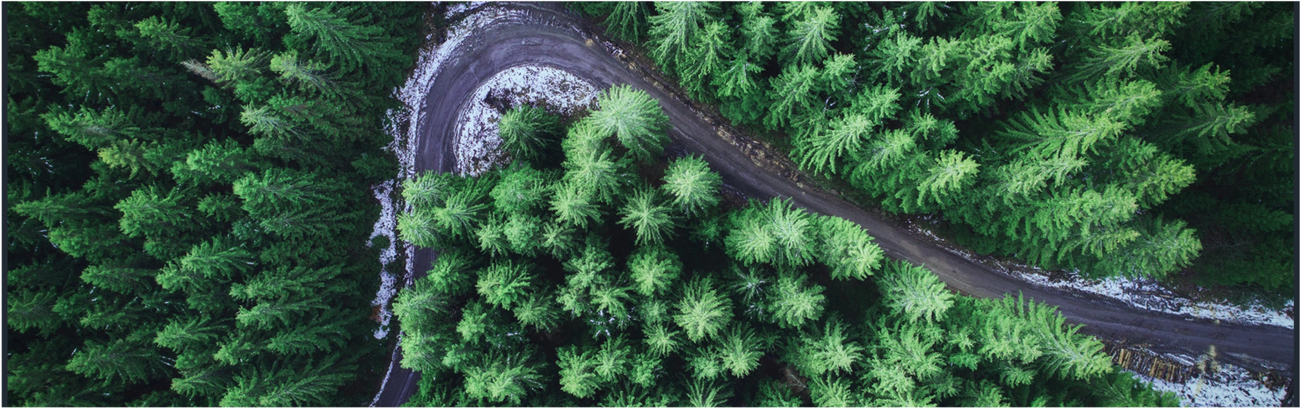 Rebel Pine Creative | Brand Strategy & Storytelling Agency