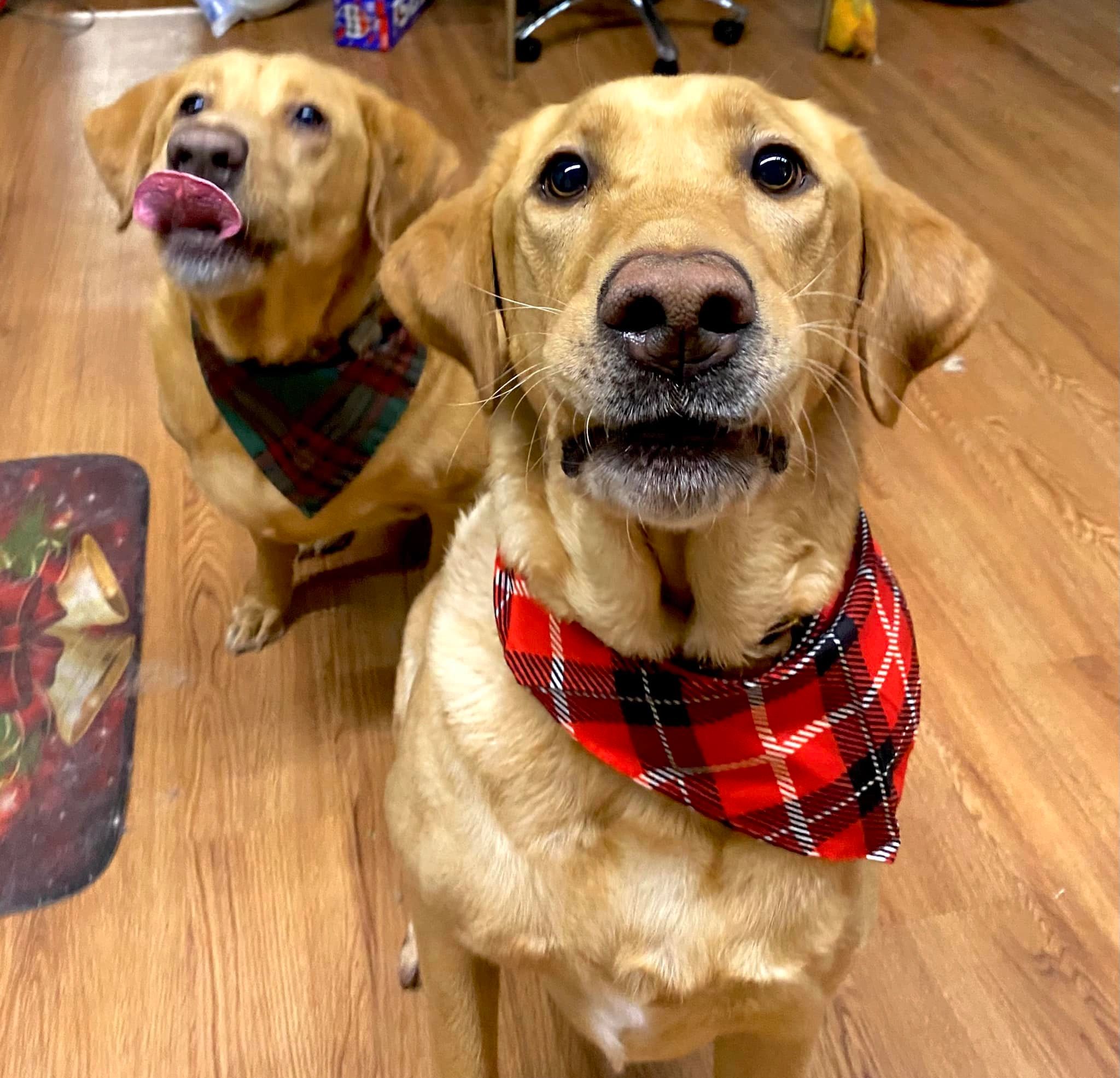 Cookies dog clearance grooming