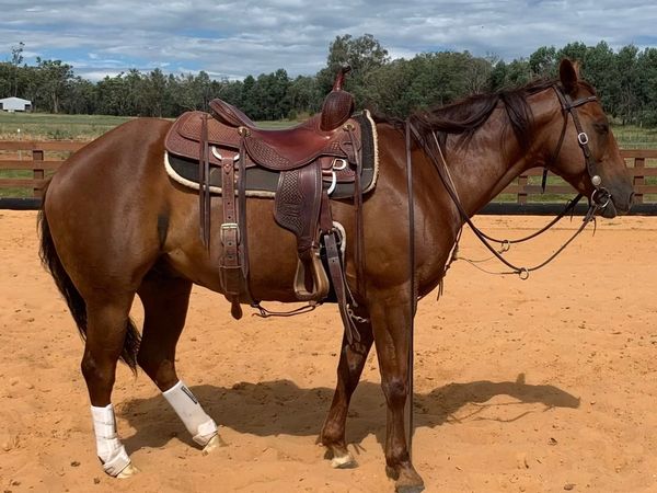 Gelding by Catskills