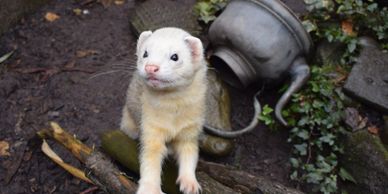 South Cheshire Ferret Rescue