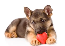 Os pour chien : bienfaits, précautions et dangers - PagesJaunes