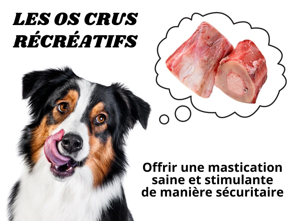 Viande séchée pour chien : avis, test, prix - Conso Animo