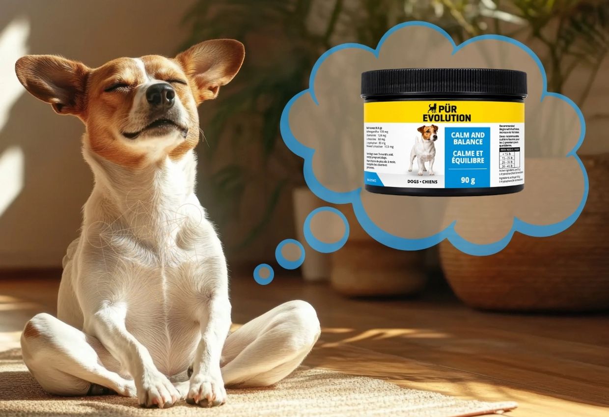 Chien relaxant, pensant à un produit calmant.