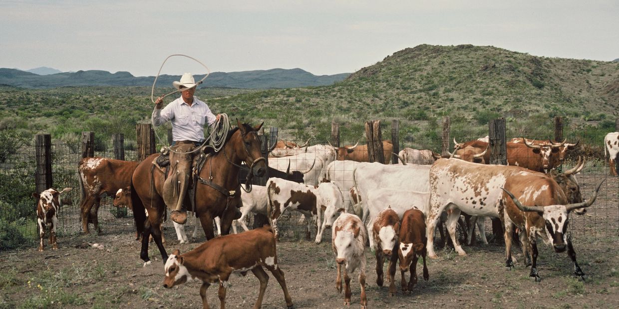 John Guldemann ropes a calf during branding in Big Bend Texas