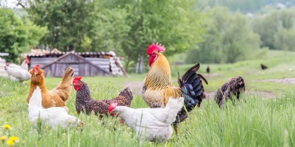 Our Pasture Raised Egg Layers on the Farm