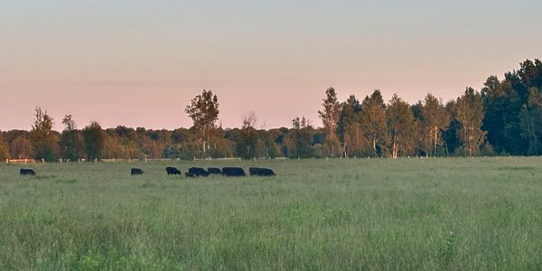Our Wagyu Heifers in the field in Ontario, Canada