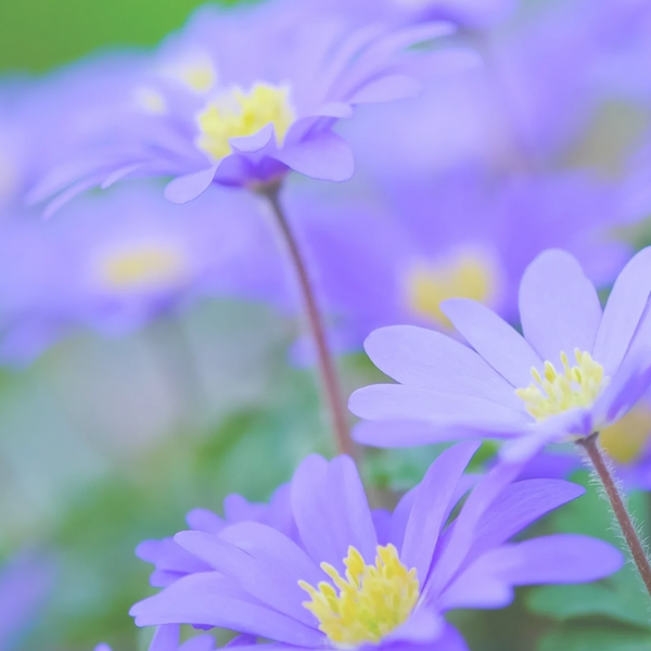 The Swan River Daisy is the logo for Bloom PBS.