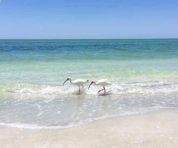 Sanibel Captiva Vacation Rental Managers Association