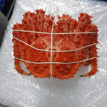 Bright red king crab tied with rubber bands on bubble wrap.