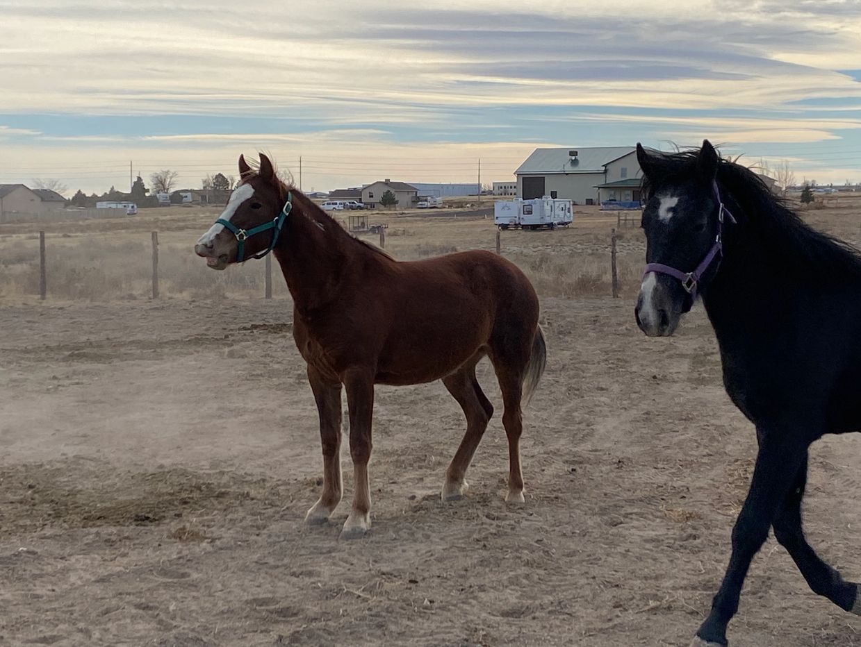 Nigella and Salvaje 8 months after adoption