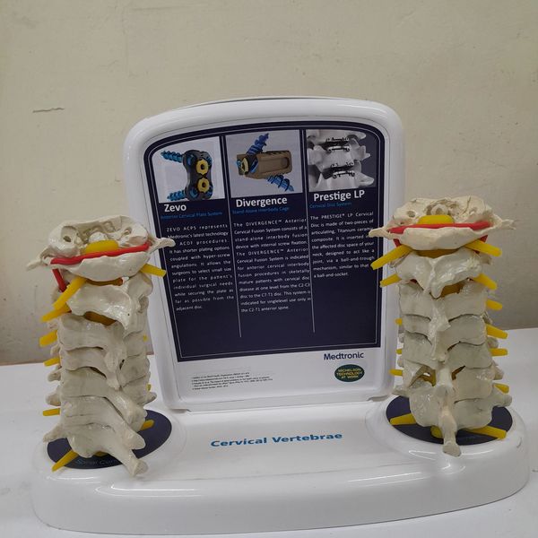 Cervical Model (C1 to C7)
