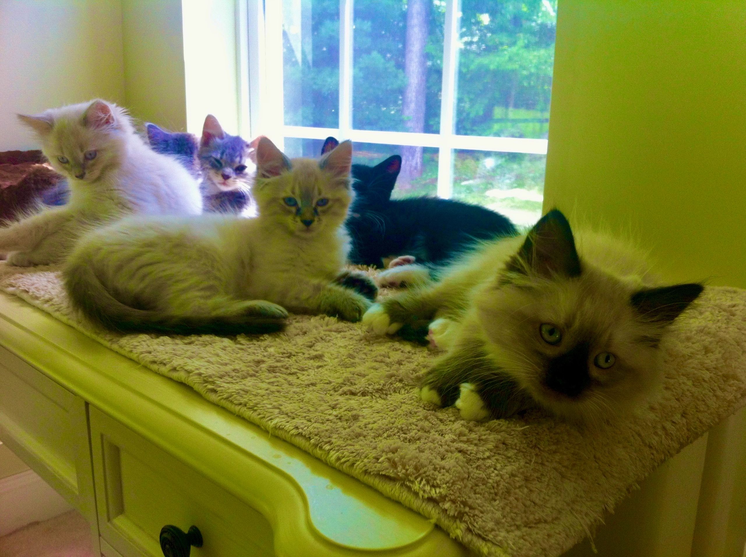 Kitten Kaboodle Society Cats, Rescue