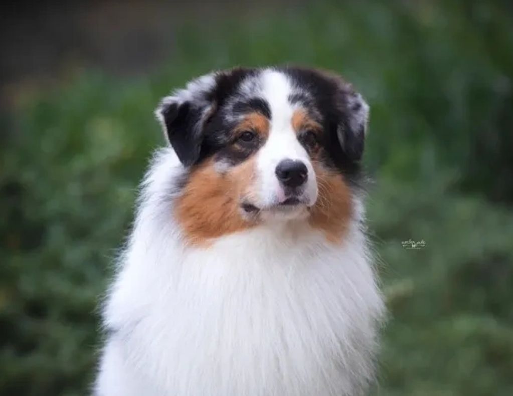 "JAX"

AKC GCH AND ASCA CH SHADOMOON'S UNEXPECTED JACKPOT