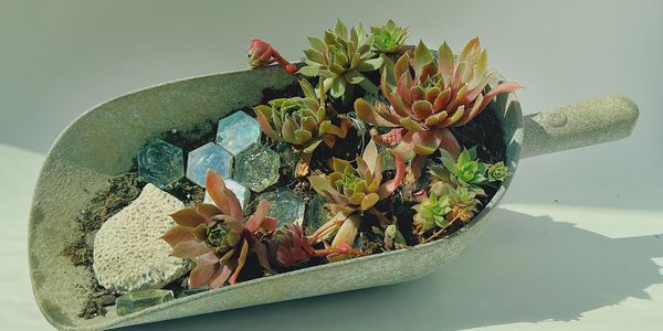 Succulents arranged in a large shovel