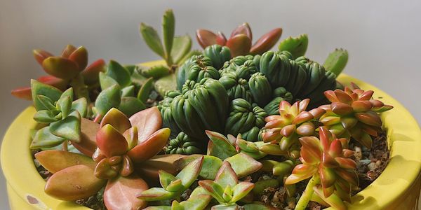 Succulent plants in yellow pot