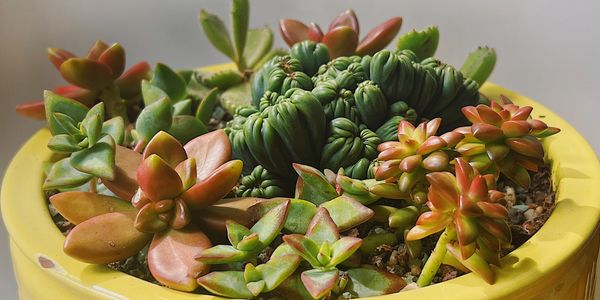 Succulent plants in yellow pot