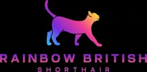 Rainbow British Shorthair Cattery