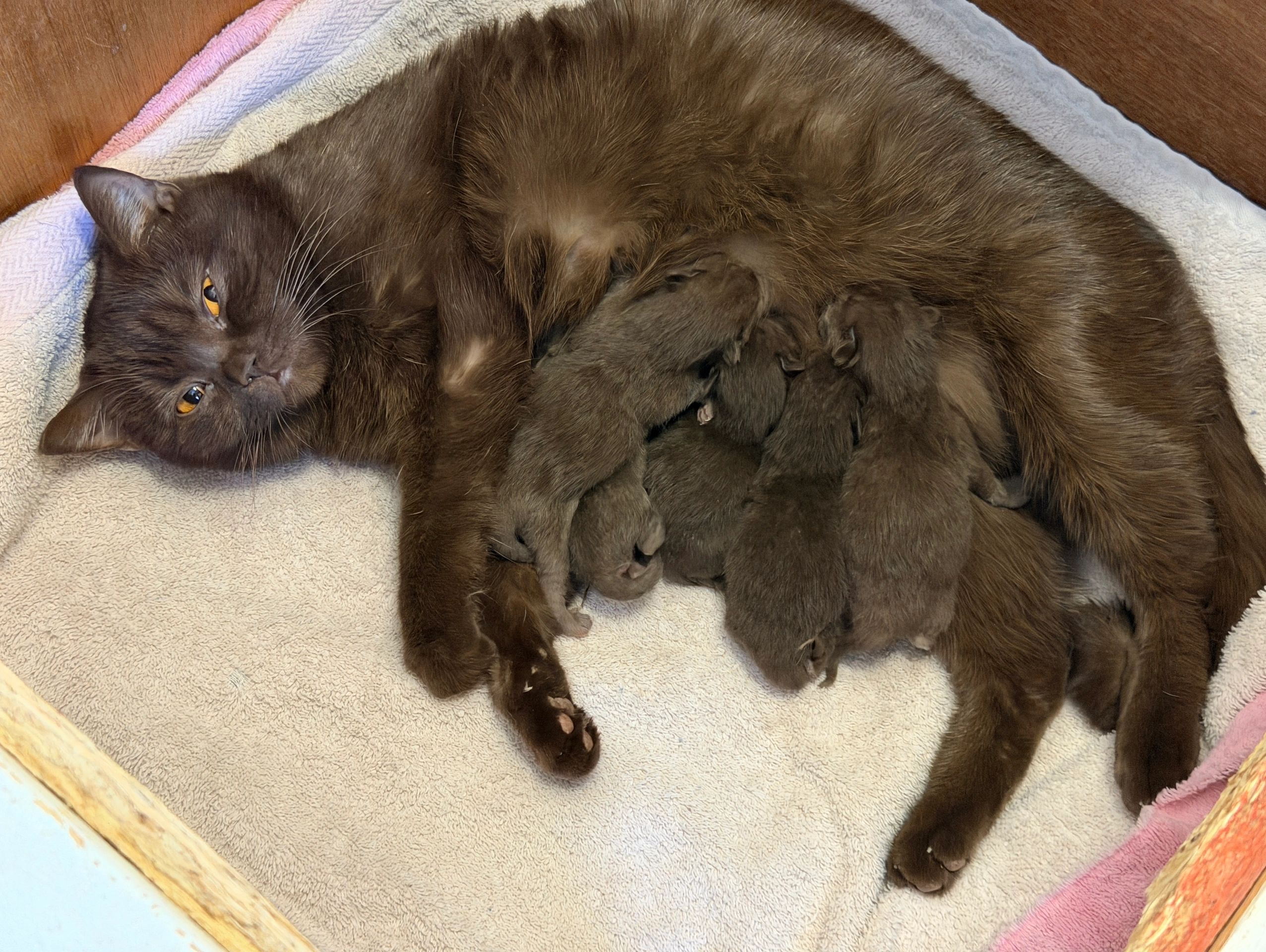 Mother cat nursing her newborn kittens.