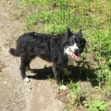Amy, the black & white shepherd dog, stood on a forest path a looking at us happily with tongue out.