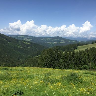 A scenic view of the Austrian Alps with green hills, forests and wildflowers under a blue sky.