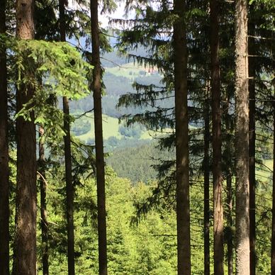 A view of the Austrian Alps seen through tall forest trees, with green hills and valleys beyond.
