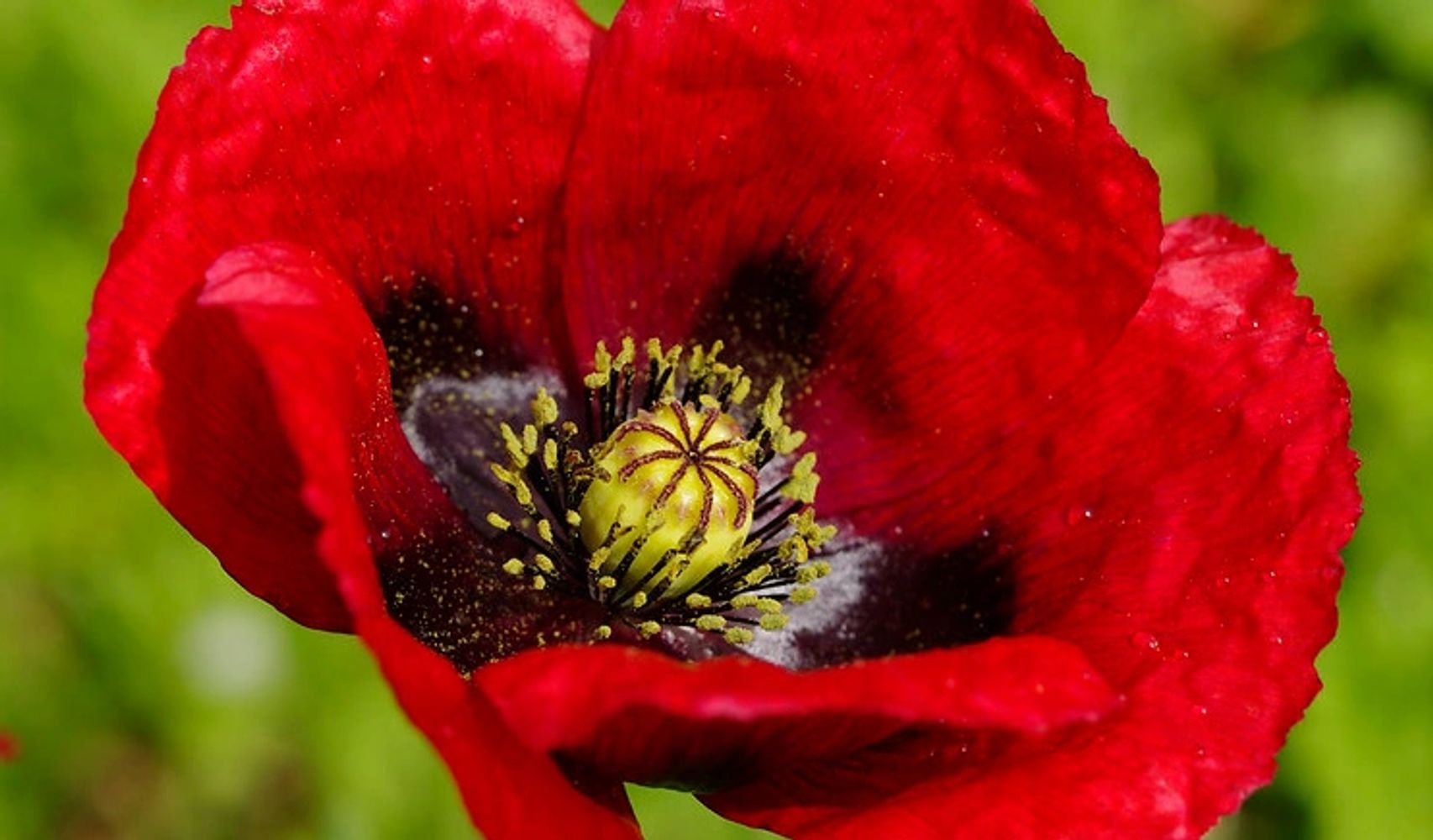 Papaver somniferum ssp. setigerum [Ex. Olbia, 80m., Sardinia, Italy]