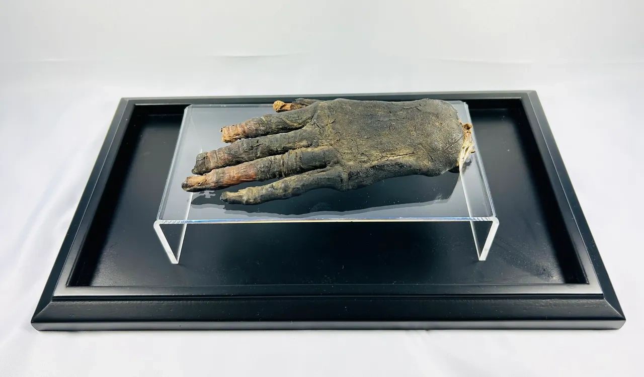 Authentic Egyptian mummified hand, expertly preserved and displayed in a modern protective case. This rare artifact, dating back over 2,000 years, showcases the advanced mummification techniques of ancient Egypt. Mounted on a sleek black frame with a clear acrylic cover, this mummified hand is a unique and valuable addition for collectors and museums.