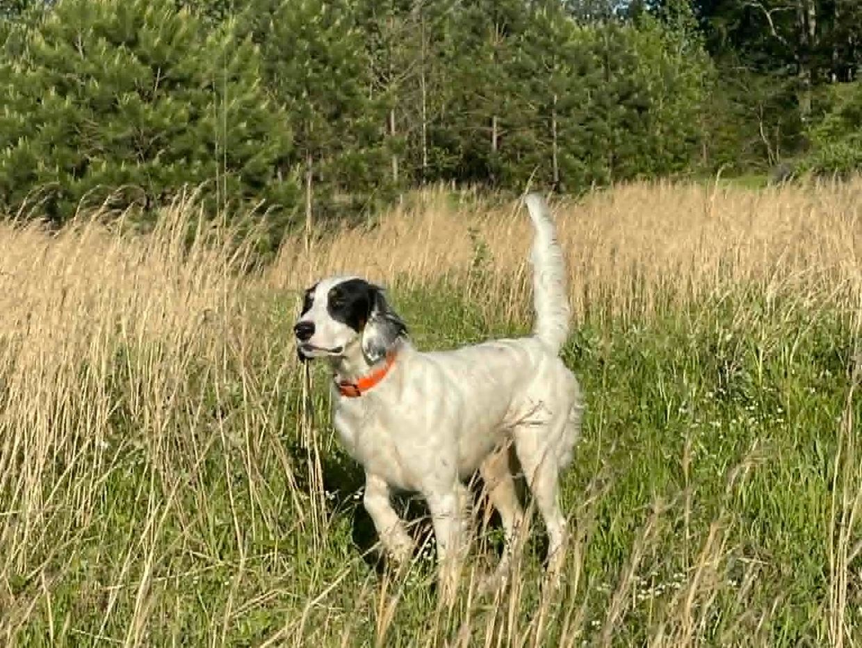A white dog with black spots standing alert in tall grass.