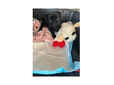 Small black pug puppy with stuffed sheep toy on a blanket.