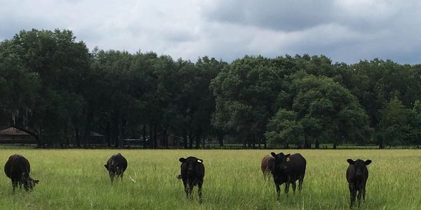 From your RV, you'll have a front row seat to view our herd of cattle and free-range chickens.