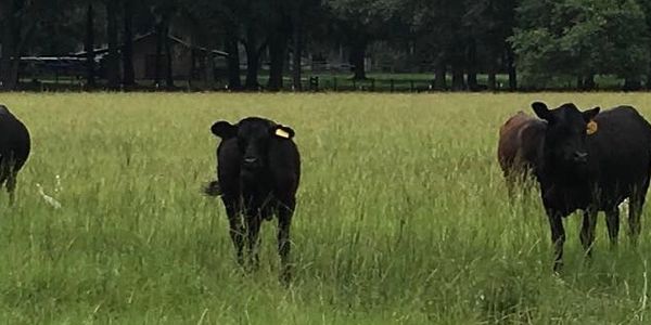 From your RV, you'll have a front row seat to view our herd of cattle and free-range chickens.