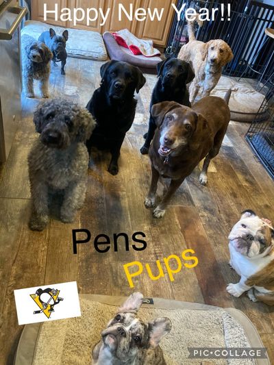 We care for many of our Pittsburgh Penguins Pups!!! GO PENS!!🐧🖤💛