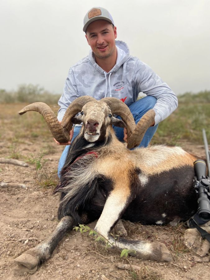 Guided mouflon sheep hunt