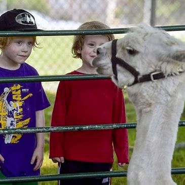 Two children watch a llama behind a fence at a petting zoo.