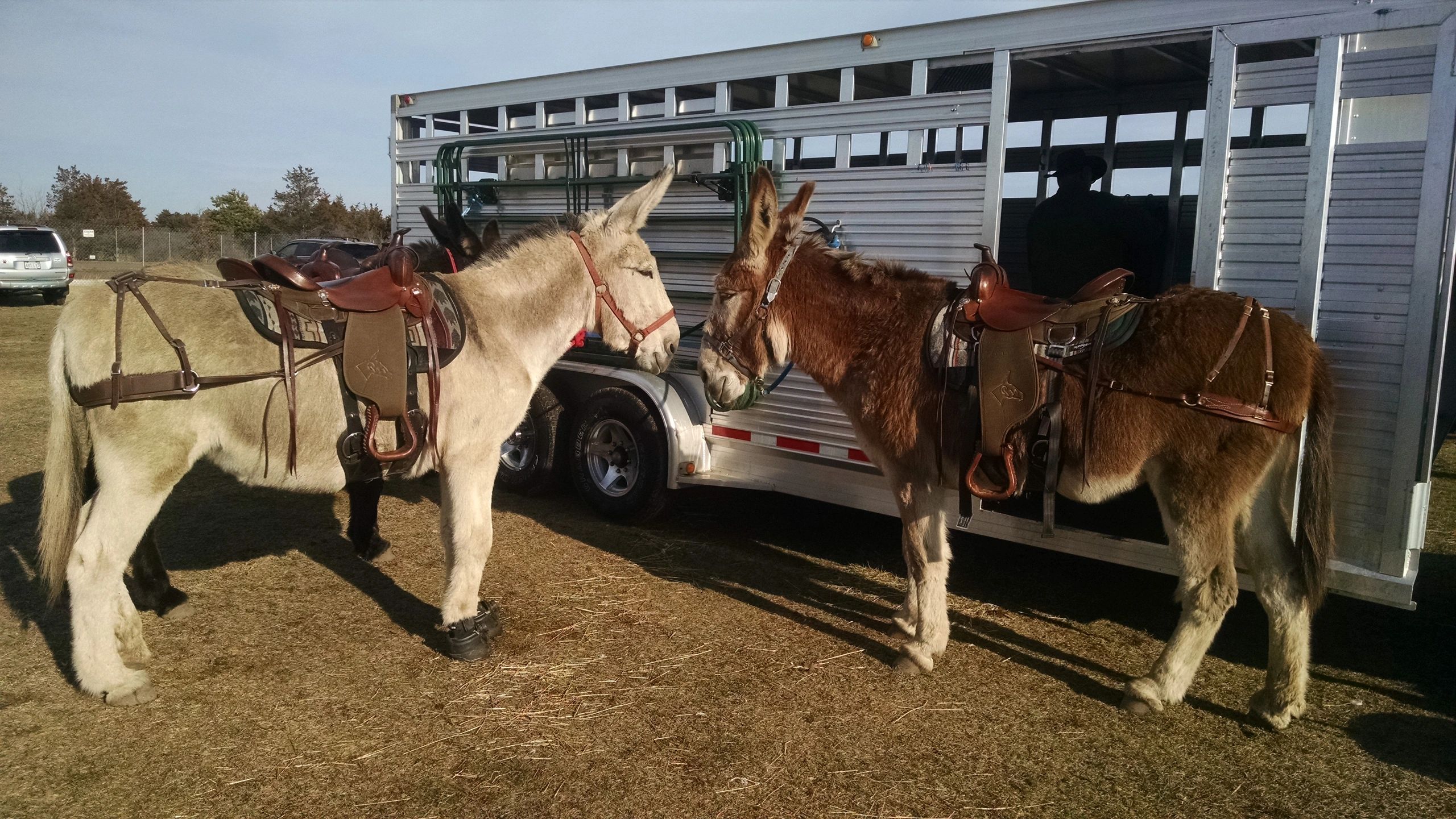 Tripledale Farm Donkey Rides Pony Rides Petting Zoo   B7e0036d 66a3 44a3 Afb2 51c5e7f98a55 