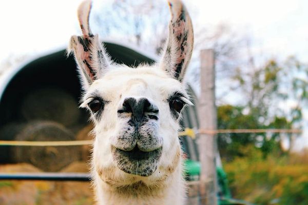 Llama Smiling at Camera.